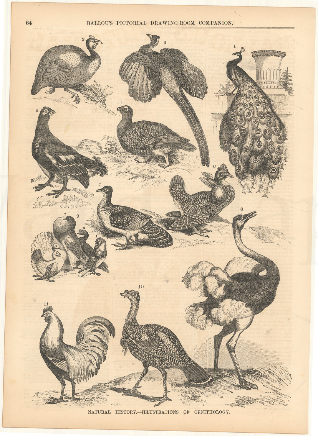 Ballou's Pictorial 1856: Ornithology (Birds)