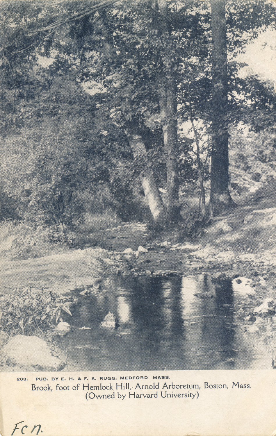 Arnold Arboretum, Boston, Massachusetts: Brook at Foot of Hemlock Hill