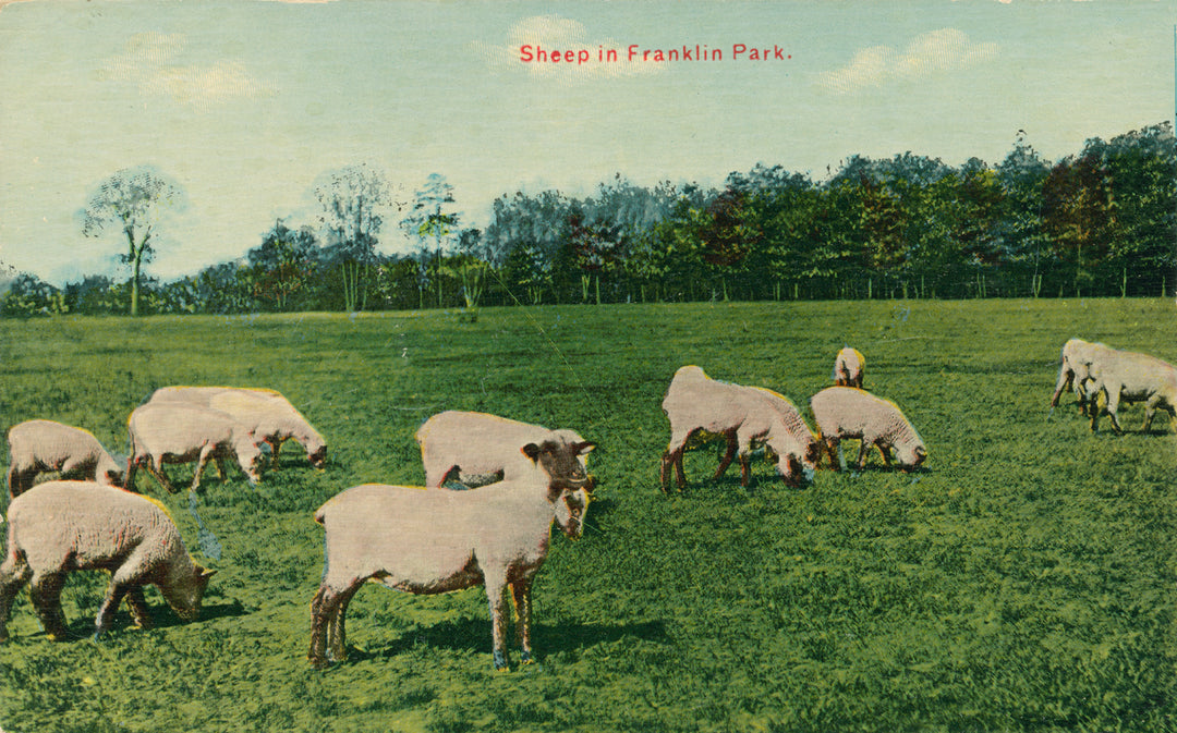 Franklin Park, Boston, Massachusetts: Sheep