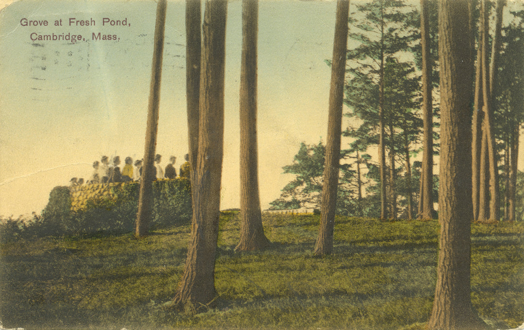 Fresh Pond Grove, Cambridge, Massachusetts 01