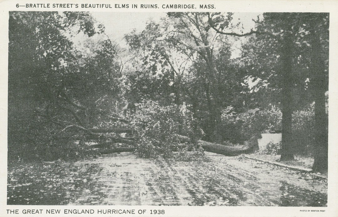 Brattle Street After Hurricane, Cambridge, Massachusetts 1938