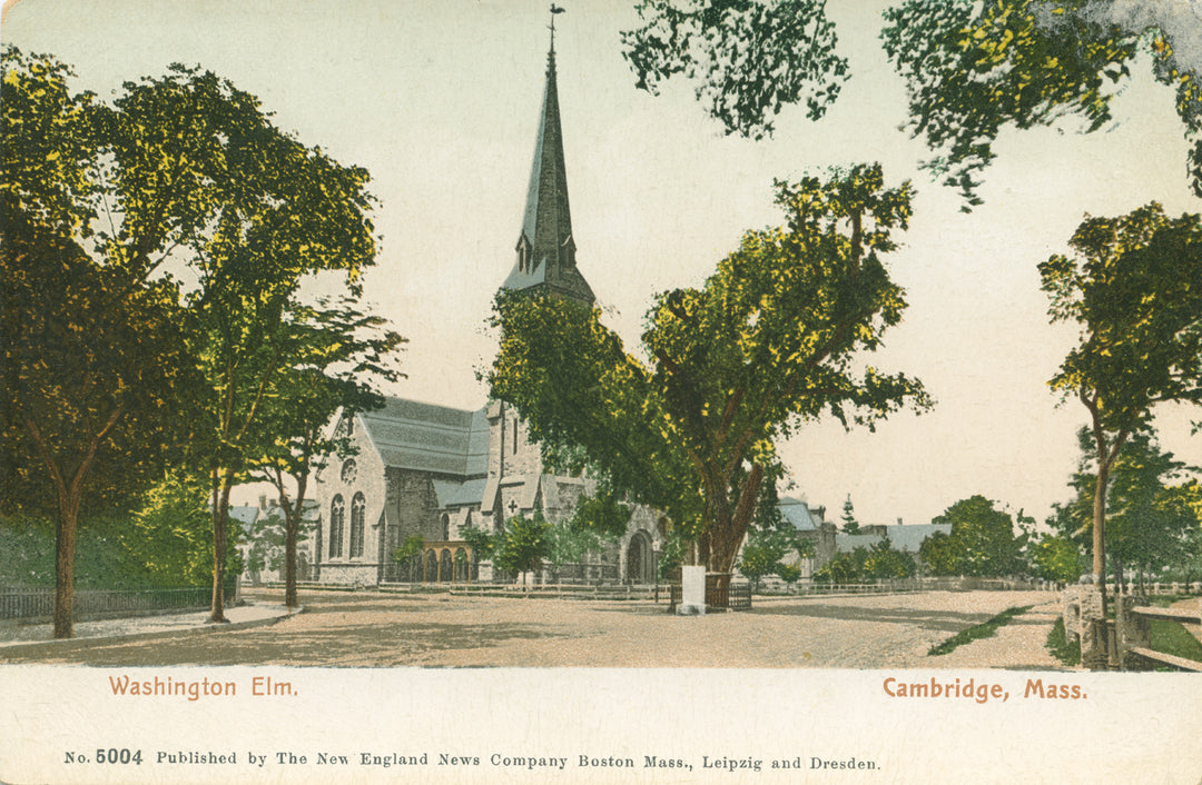 Washington Elm, Cambridge, Massachusetts 04